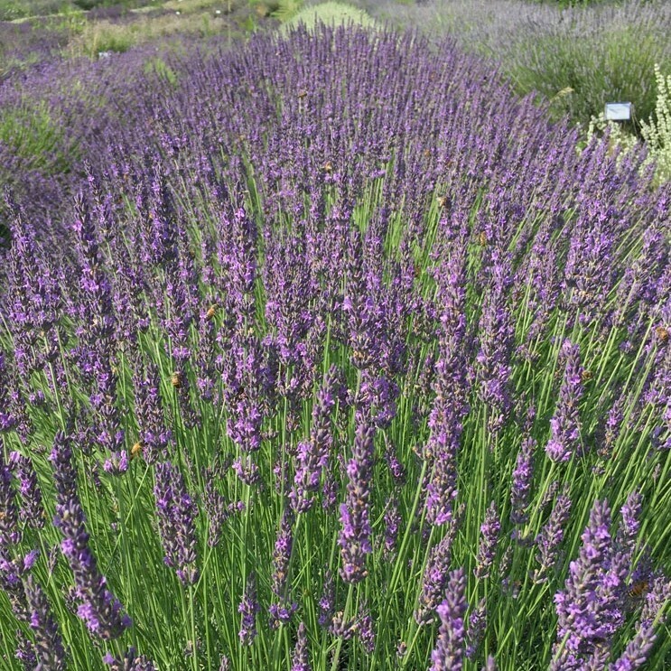 Lavanda Ibrida, &#39;Grosso&#39;, Lavandula x Intermedia &#39;Grosso&#39; - vaso Ø125 cm