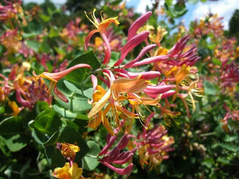 Lonicera Caprifoglio Hecrotti heckrotii &#39; American Beauty &#39; - vaso Ø15 cm