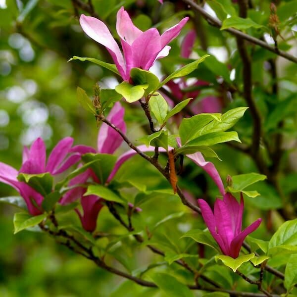 Magnolia da fiore - Magnolia liliiflora ' Susan ' - v17
