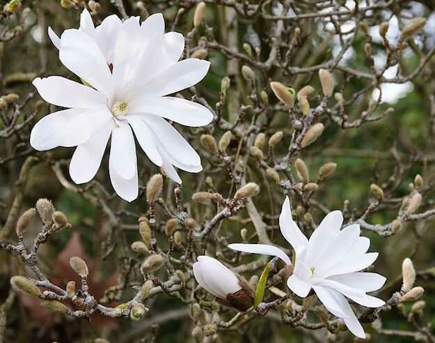 Magnolia da fiore - Magnolia stellata - v35 h 160