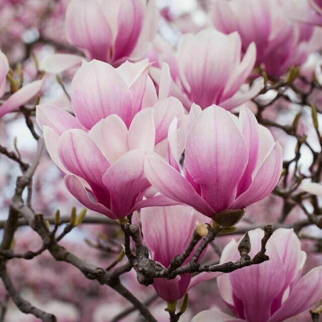 Magnolia da fiore, Magnolia × soulangeana - vaso Ø20cm