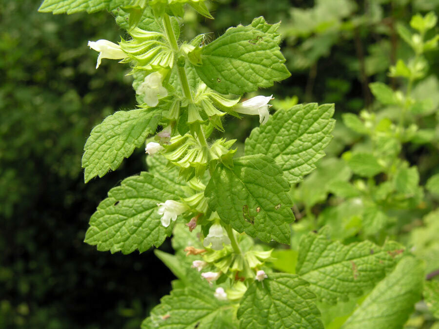 FOGLIE DI MELISSA In Taglio Tisana - Foto 10