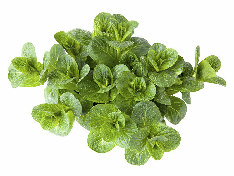 MENTA ROMANA, Mentha pulegium - vaso Ø14 cm MENTA ROMANA, Mentha pulegium - vaso Ø14 cm