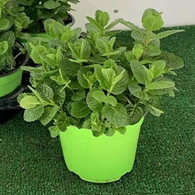 Mentha spicata 'Mojito', Menta Mojito, Hierba Buena - vaso Ø14 cm