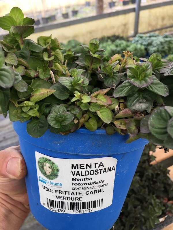 Menta valdostana - Mentha × piperita var. valdostana - v14