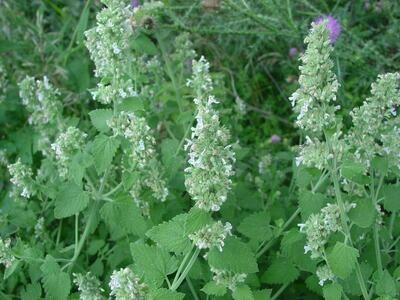Nepeta cataria  vaso Ø10 cm  Gattaia , Gattaria , Erba Gatta