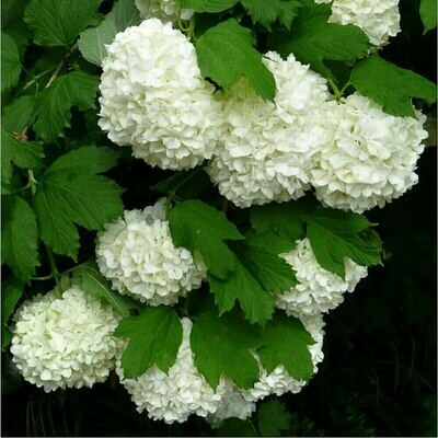 Viburnum opulus, Pallone di maggio, Palla di neve - vaso Ø18 cm