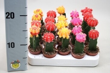 Gymnocalicium v5,5 Cactus innestato (colori selezionabili)
