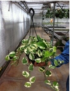 Epipremnum aureum &#39;N&#39;Joy&#39;, Potus enjoy, Potos, Pothos, Photus - basket Ø18 cm