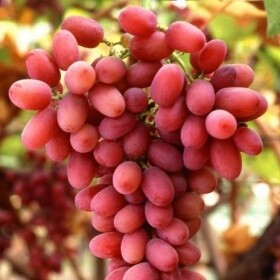 Vite da tavola Apirene (senza semi ) Crimson rosata- Vitis vinifera 'Crimson senza semi'-uva- Vaso 20 x26