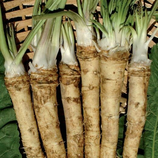 Pianta Di Barbaforte Bio (Armoracia Rusticana) In Vaso 12cm - Rafano, Cren - Foto 7