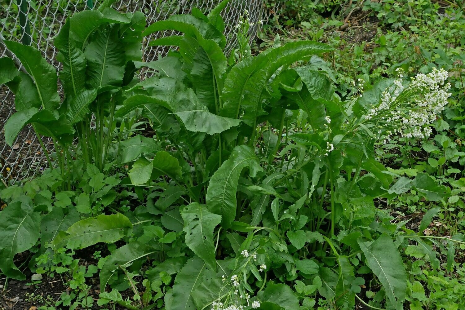 Pianta Di Barbaforte Bio (Armoracia Rusticana) In Vaso 12cm - Rafano, Cren - Foto 4