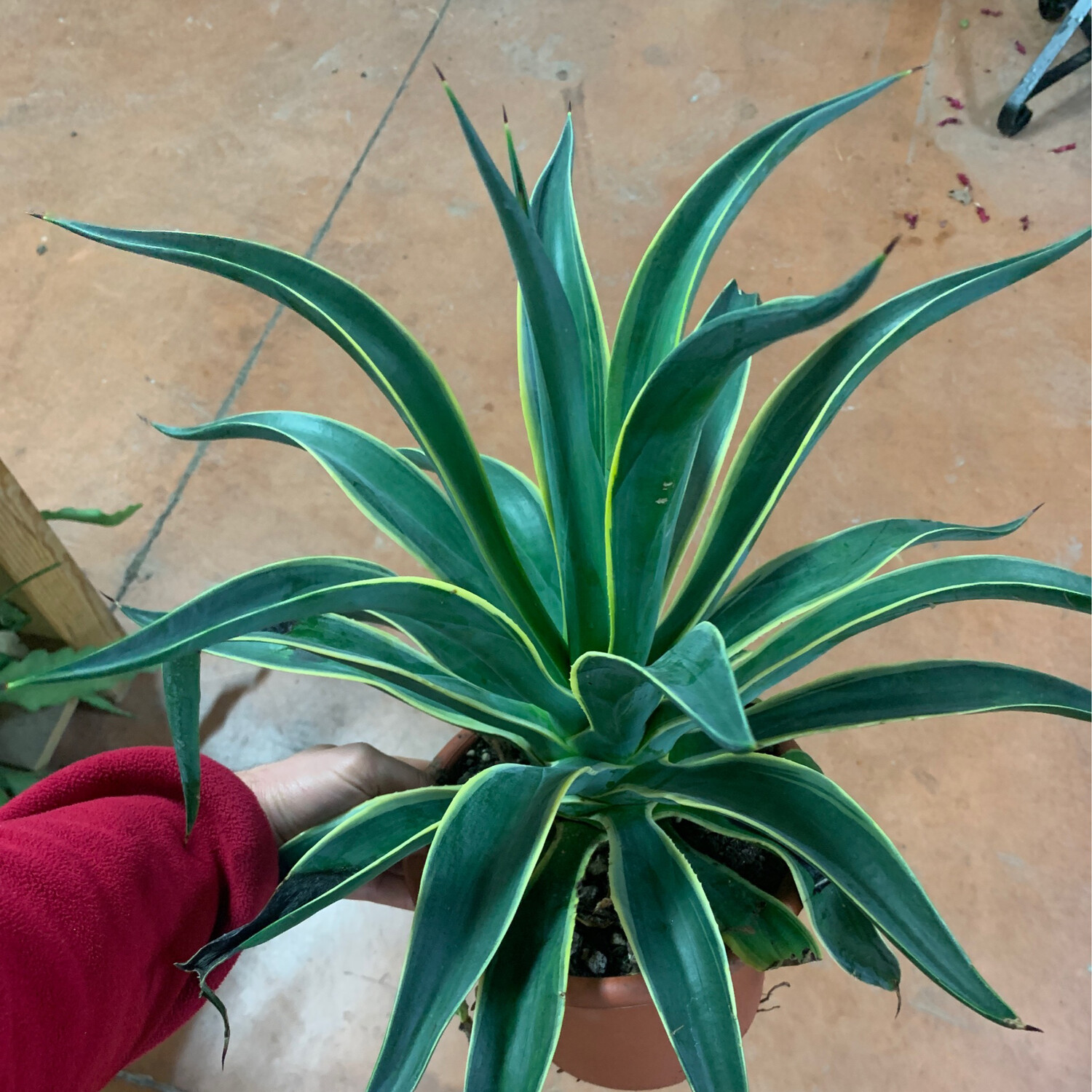 Agave desmettiana 'Variegata', Pianta succulenta - vaso Ø 25cm