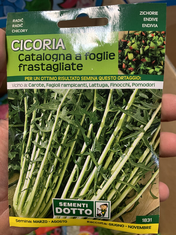 Cicoria Catalogna - Busta semi