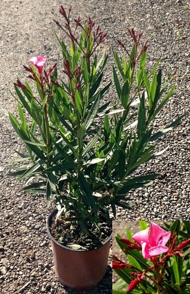 Nerium Oleander Oleandro vaso 18 cm (NON FIORITO ORA)