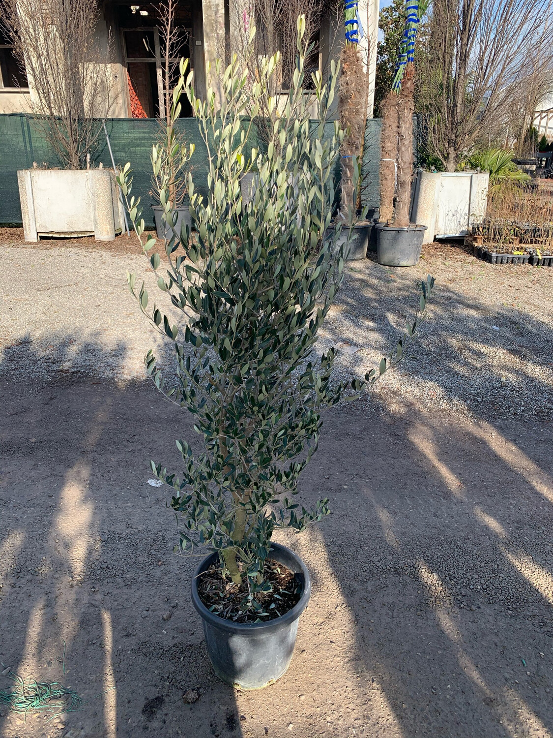 Olivo ulivo Cipressino vaso 35cm