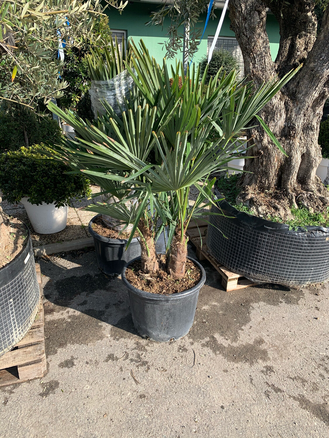 Palma resistente al gelo Trachycarpus Fortunei 3 rami