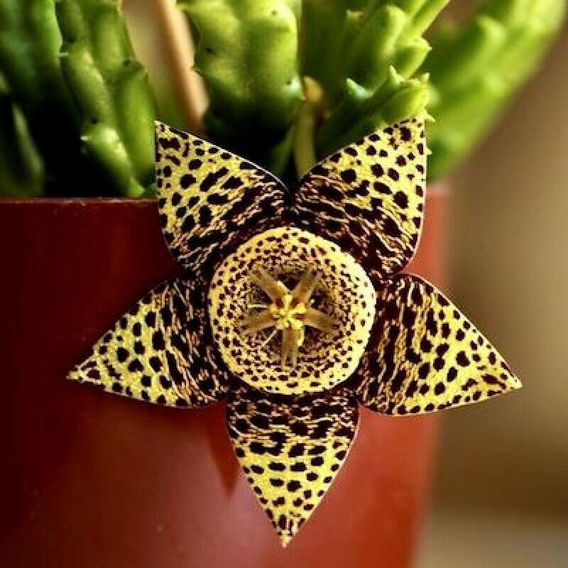 Stapelia Variegata - “ Fiore di Carogna ” - Pianta stella di cadavere - vaso 12