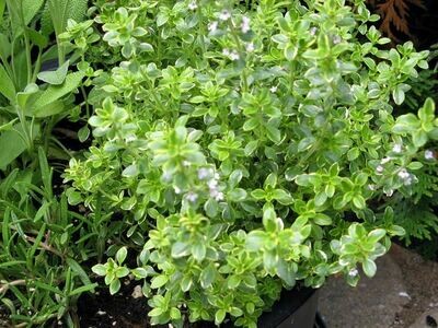 Timo limone, Thymus x citriodorus “Lemon” - vaso Ø14 cm
