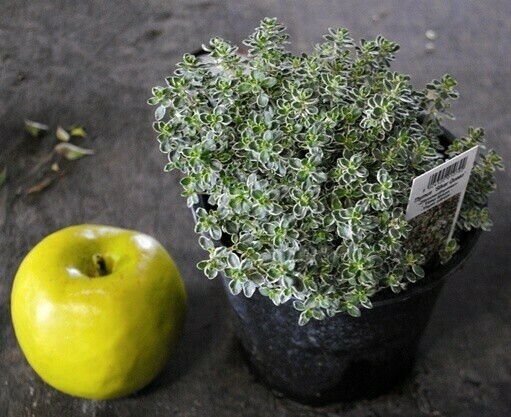 Timo silver queen variegato bianco, Thymus vulgaris 'Silver Queen', Thymus x citriodorus - vaso Ø14 cm