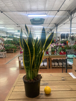 Sansevieria trifasciata ' Laurentii ' - Sansevieria Laurentii - Lingua di Suocera - Pianta serpente - Snake Plant - vaso 19 cm h 60/70 Sansevieria trifasciata ' Laurentii ' - Sansevieria Laurentii - Lingua di Suocera - Pianta serpente - Snake Plant - vaso 19 cm h 60/70