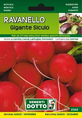 Ravanello Gigante Siculo - Busta semi Ravanello Gigante Siculo - Busta semi