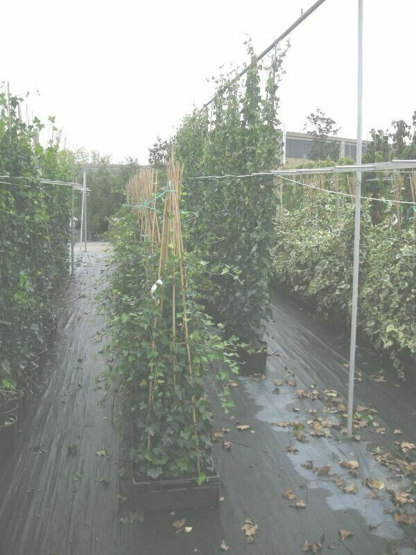 Edera, Hedera Hibernica, 1 cono - vaso Ø18  cm, h 130 cm