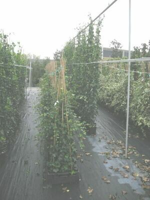 Edera, Hedera Hibernica, 1 cono - vaso Ø18  cm, h 130 cm