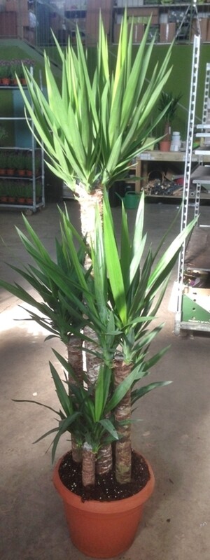 Yucca Elephantipes- Tronchetto della felicità- vaso Ø27 cm 3 tronco h 120/75/30
