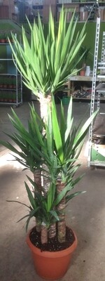 Yucca Elephantipes- Tronchetto della felicità- vaso Ø27 cm 3 tronco h 120/75/30