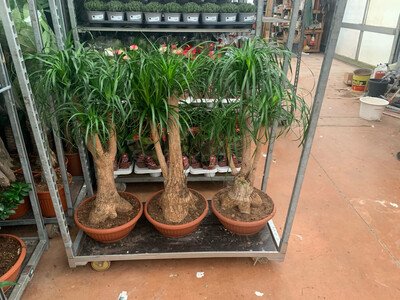 Beucarnea, Beaucarnea, Nolina Recurvata, Mangiafumo - ciotola Ø40 cm, h 80/100 cm