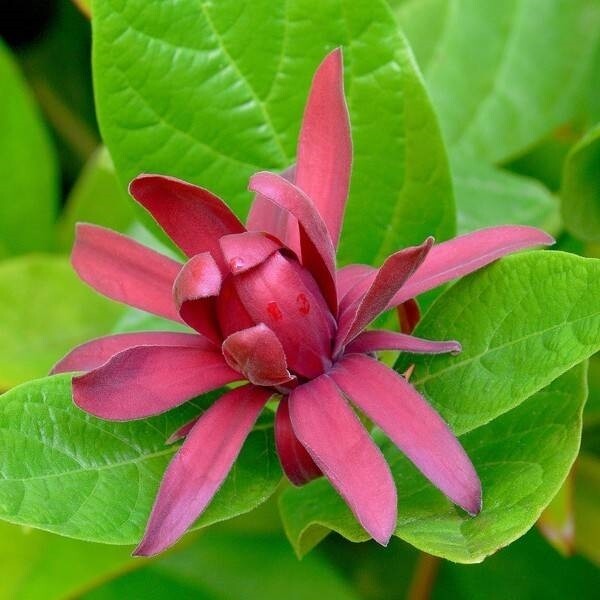 Calicanto estivo, Calycanthus floridus - vaso Ø18 cm