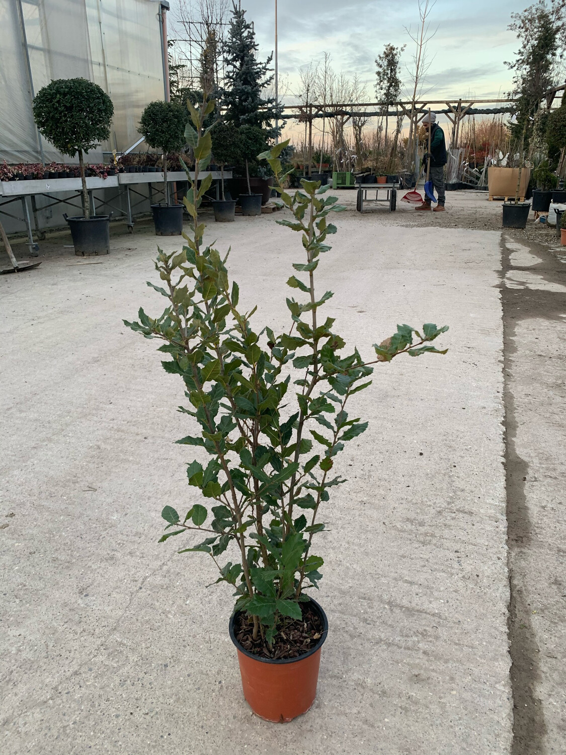 Quercus ilex - Leccio - vaso 24