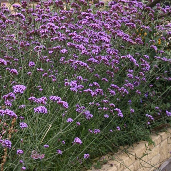 Verbena Bonariensis vaso 18