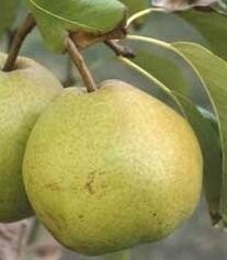 Pero Passa Crassana, Pyrus communis, frutto antico - vaso Ø21 cm