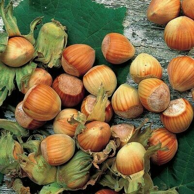 Corylus avellana &#39;Tonda Gentile delle Langhe&#39;, Nocciolo/Nocciola - vaso Ø 24cm