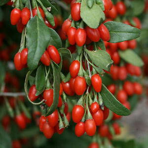 Lycium barbarum, Bacche di Goji - vaso Ø15 cm