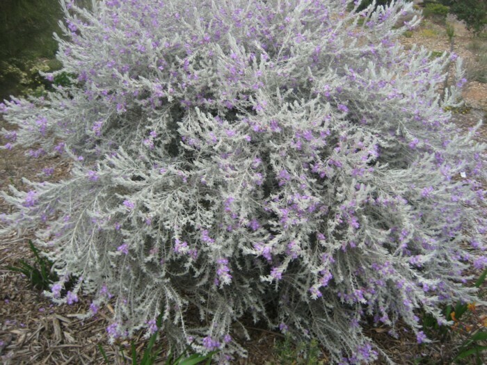 Eremophila Nivea - Pianta delle Coccole - vaso 15