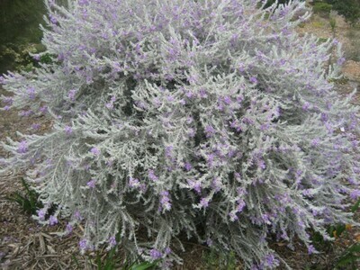 Eremophila Nivea - Pianta delle Coccole - vaso 24 2
