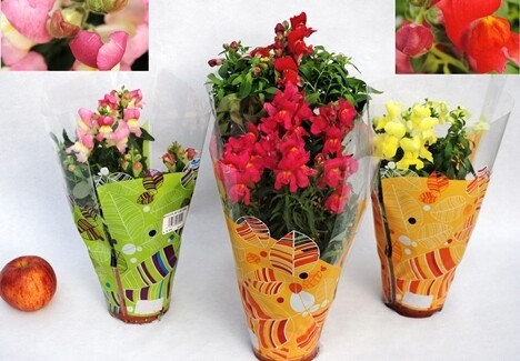 Bocca di Leone, Antirrhinum majus - vaso Ø14 cm