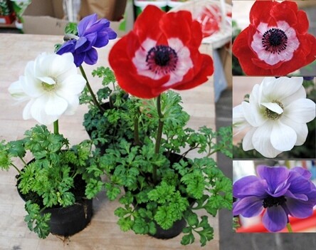 Anemone coronaria - v13