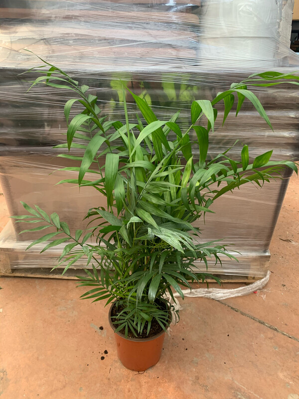 Chamaedorea elegans, Palma da salotto - vaso Ø17 cm