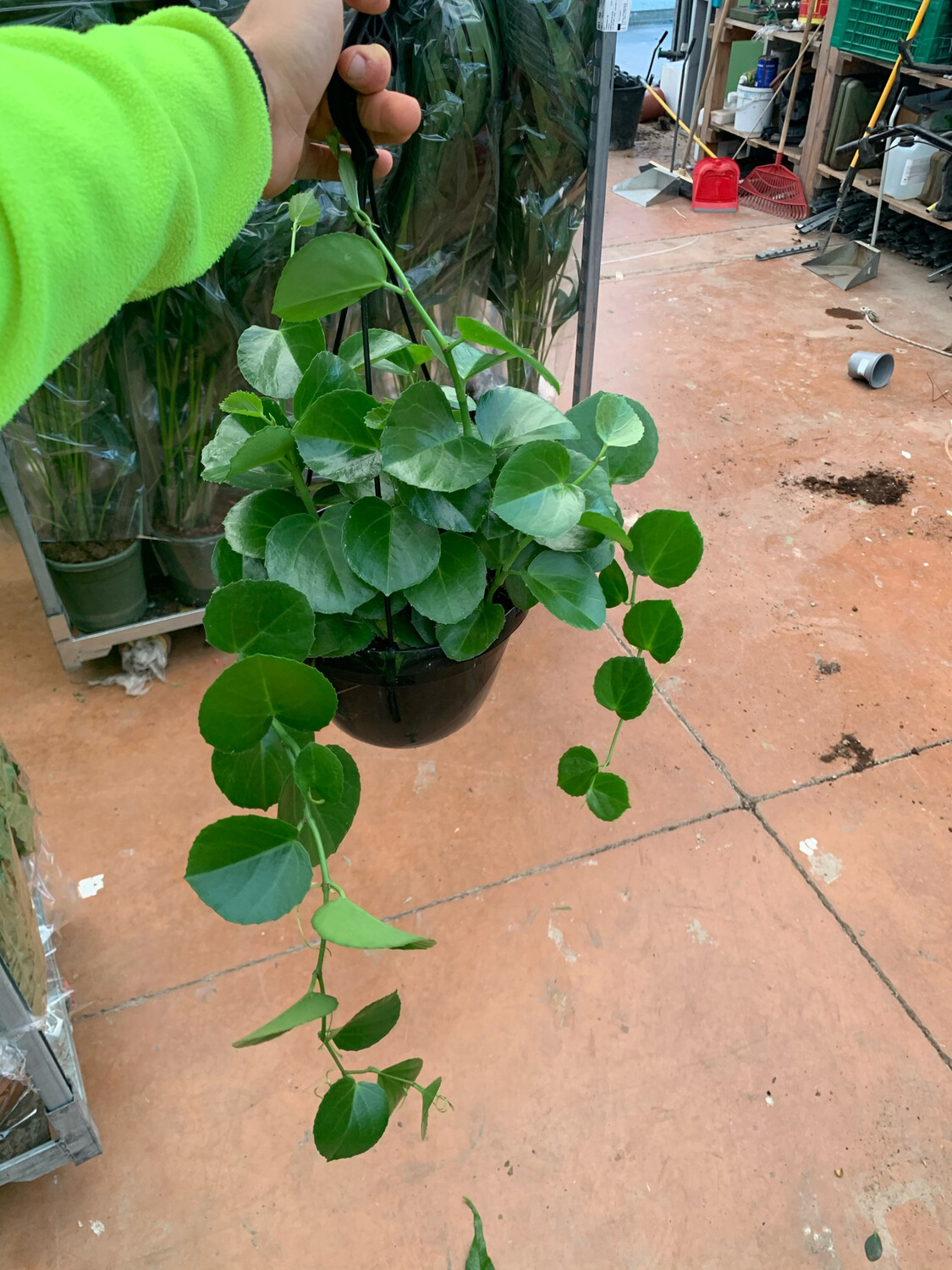 Cissus Rotundifolia - basket 20 cm