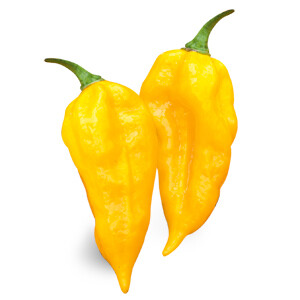 PEPERONCINO FATALII - Capsicum chinense - v14
