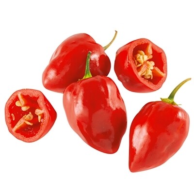 Peperoncino Habanero Red, Capsicum chinense - vaso Ø14 cm