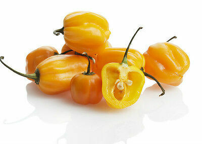 PEPERONCINO HABANERO YELLOW - Capsicum chinense - v14