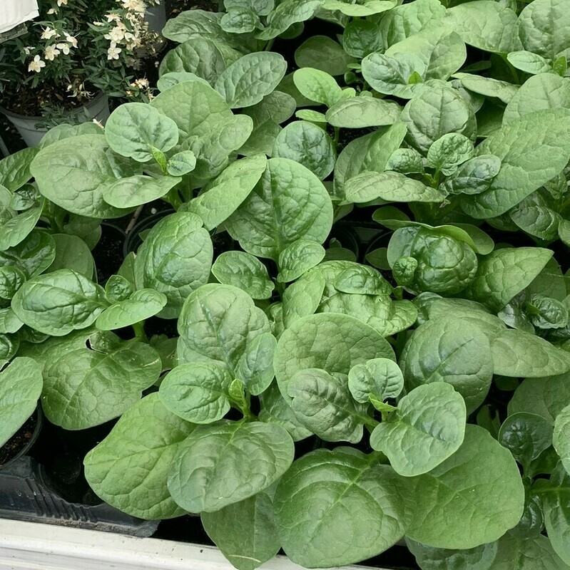 Spinacio rampicante / Spinacio di Malabar - Basella alba- vaso 12