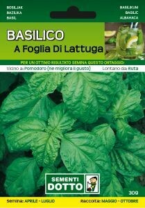 Basilico Napoletano, Basilico a foglia di Lattuga, Ocimum basilicum - Busta semi
