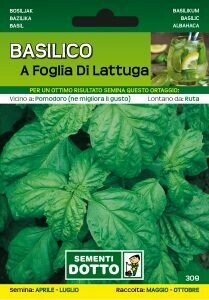 BASILICO A FOGLIA DI LATTUGA - Ocimum basilicum - busta semi