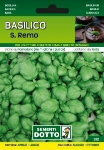 Basilico ' San Remo ' - Ocimum basilicum ' San Remo ' - busta semi